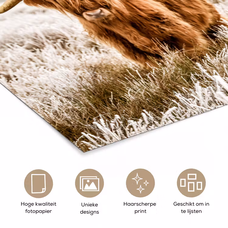 Poster - Schotse hooglander - Koe - Natuur - Winter — 5