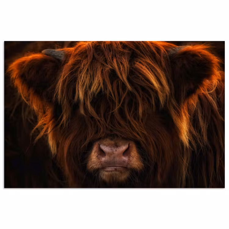 Poster - Schotse Hooglander - Koe - Portret - Dieren — 1