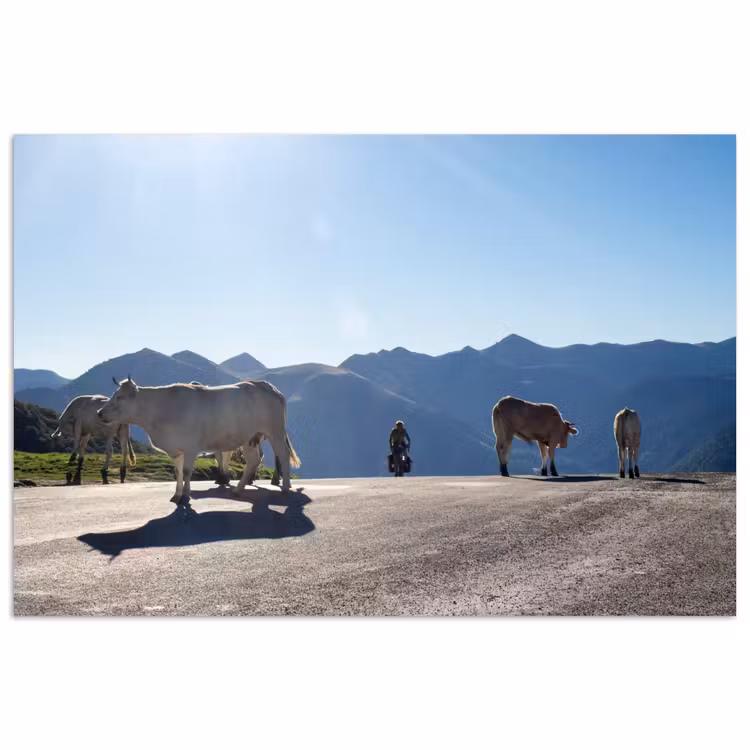 Poster - Schotse hooglander - Licht - Berg - Natuur — 1