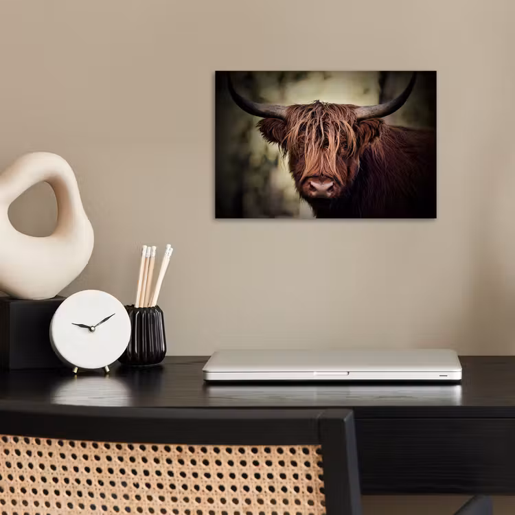 Poster - Schotse hooglander - Licht - Portret - Natuur — 2