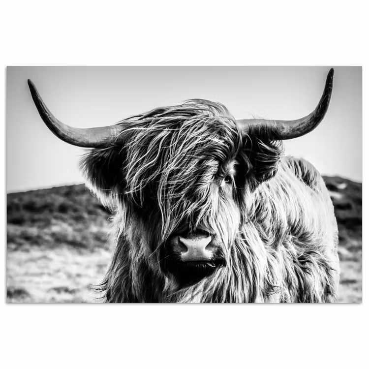 Poster - Schotse hooglander - Natuur - Koe - Zwart - Wit — 1