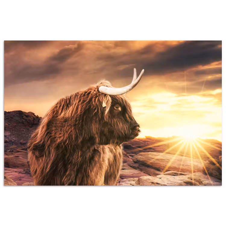 Poster - Schotse hooglander - Zon - Horizon - Koe - Dieren — 1