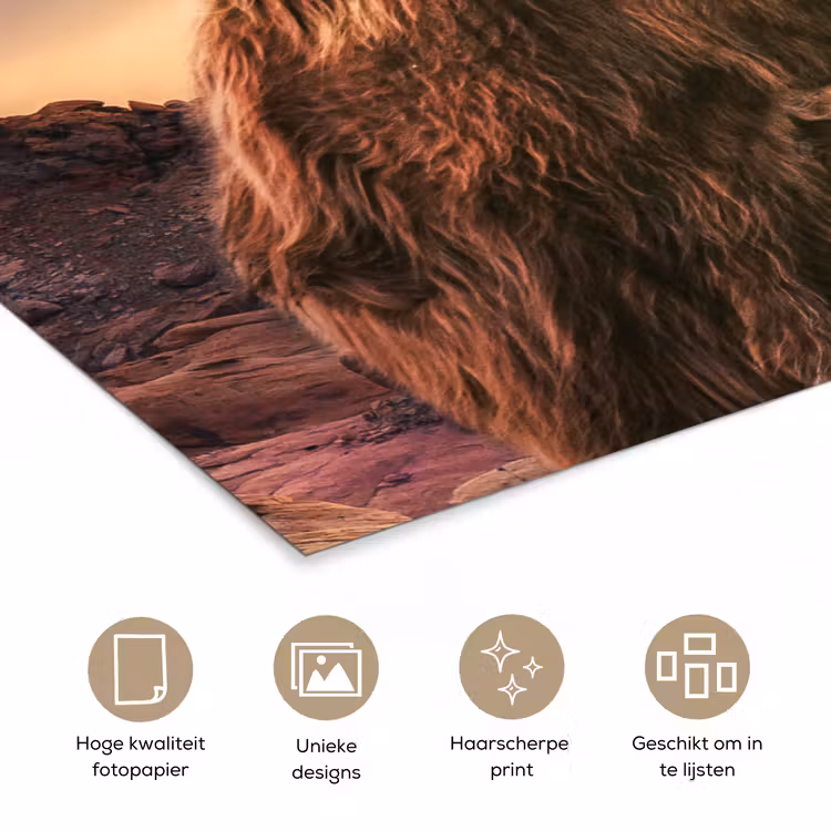 Poster - Schotse hooglander - Zon - Horizon - Koe - Dieren — 5