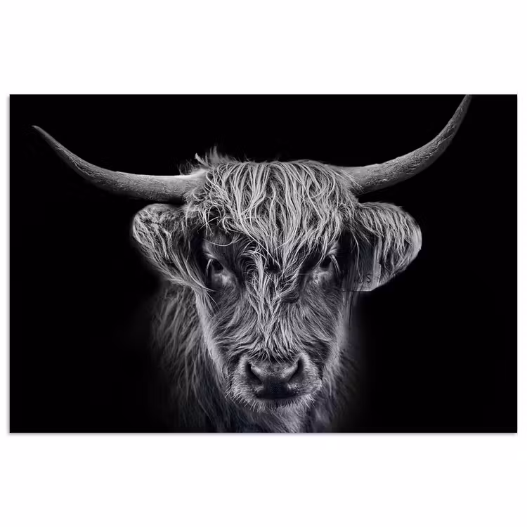 Poster - Schotse hooglander - Zwart - Koe - Dieren — 1