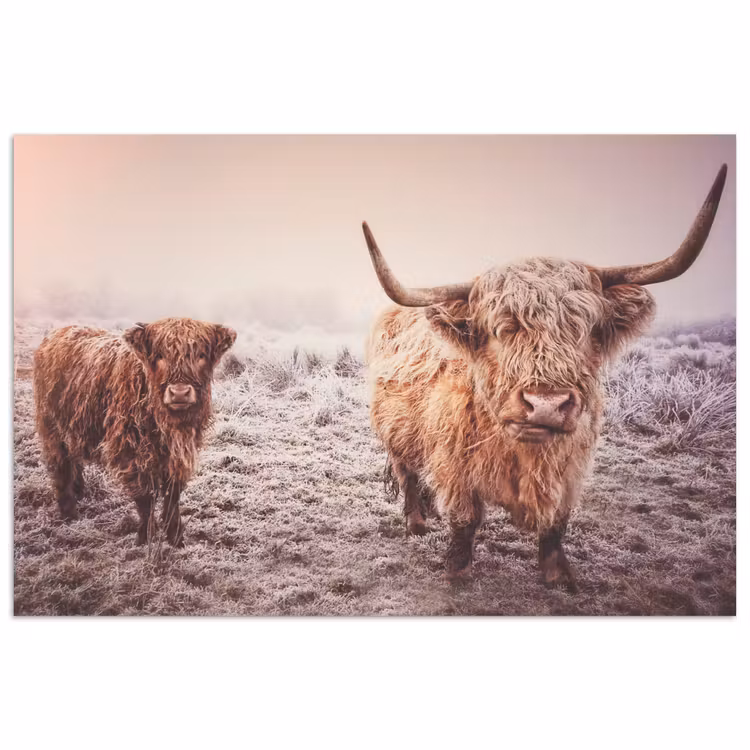 Poster - Schotse hooglanders - Licht - Lucht - Natuur — 1