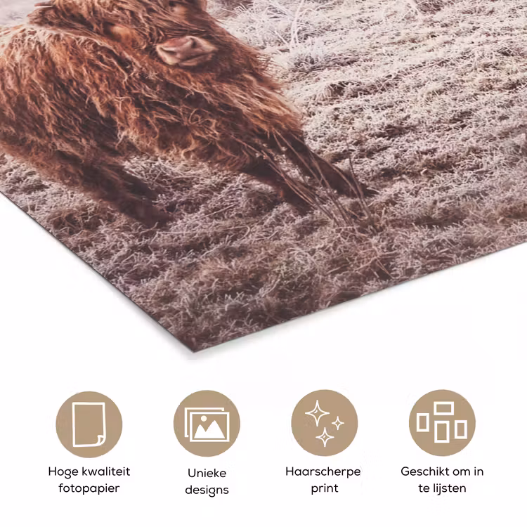 Poster - Schotse hooglanders - Licht - Lucht - Natuur — 5
