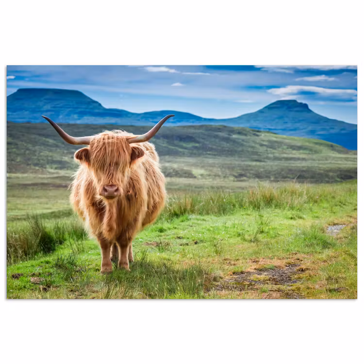 Poster - Schotse hooglander - Koe - Natuur - Berg - Gras — 1