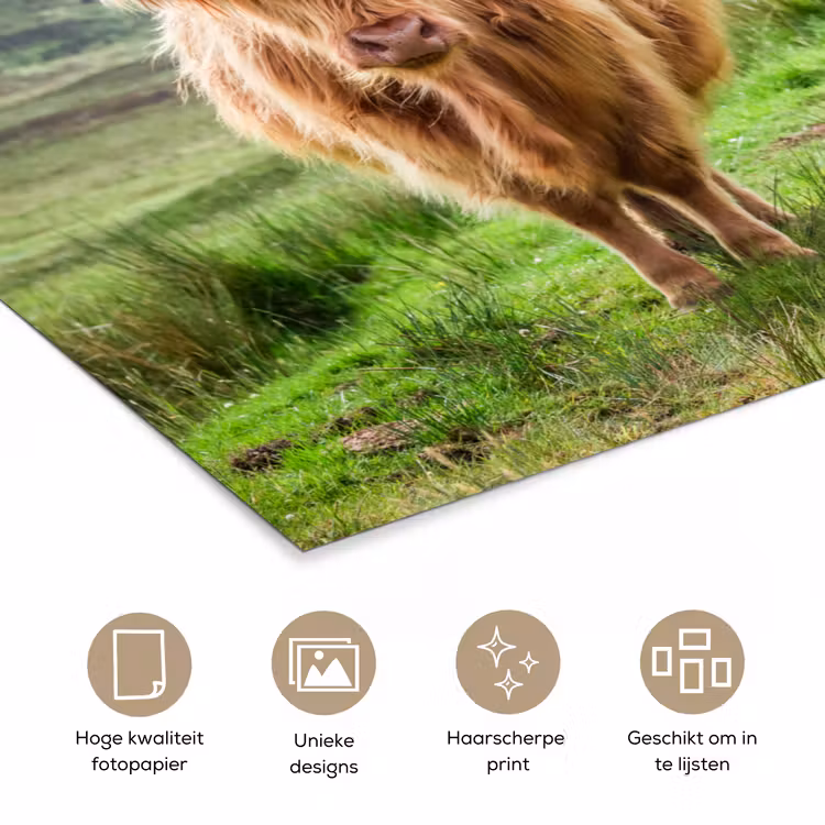 Poster - Schotse hooglander - Koe - Natuur - Berg - Gras — 5