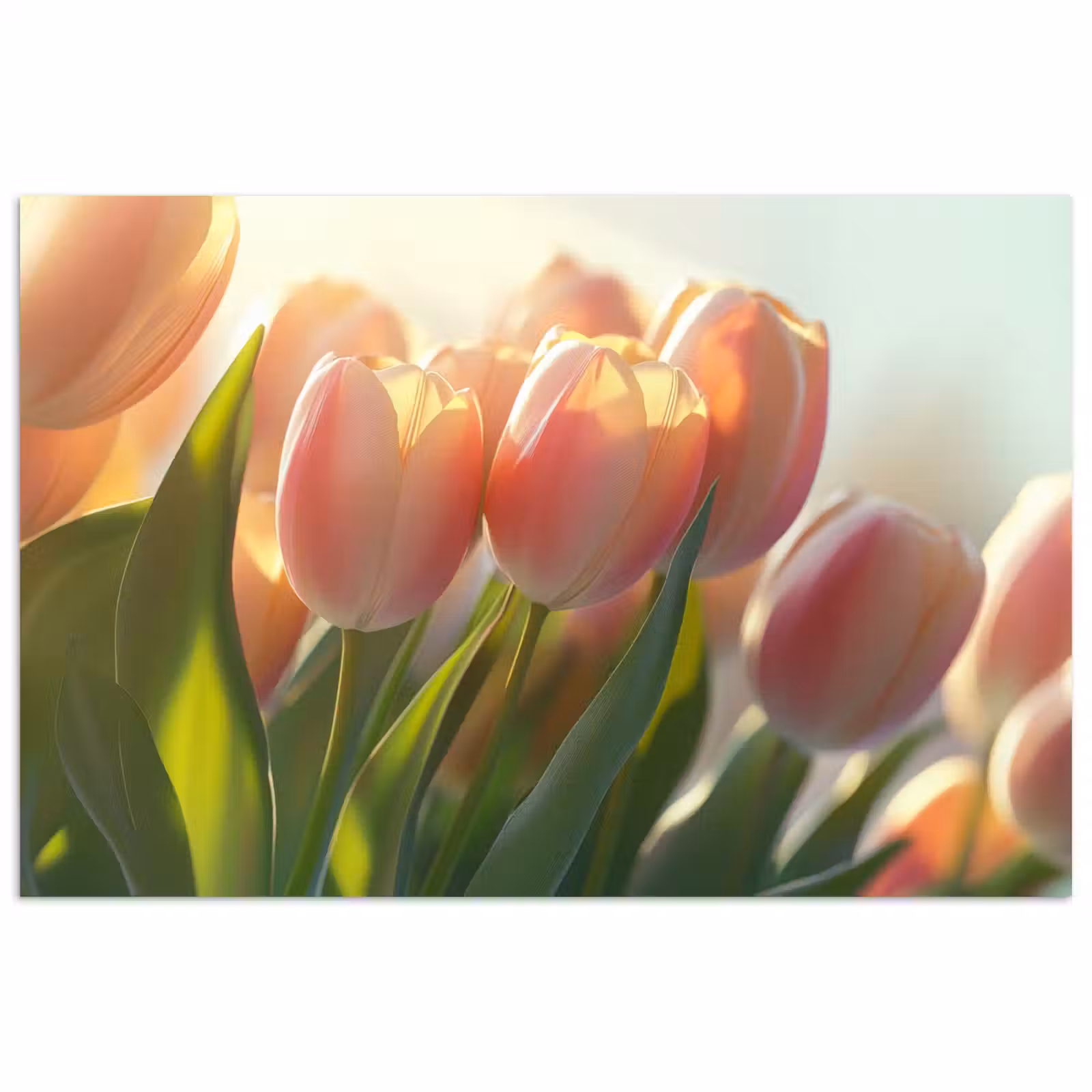 Poster - Tulpen - Roze - Zonnestralen — 1