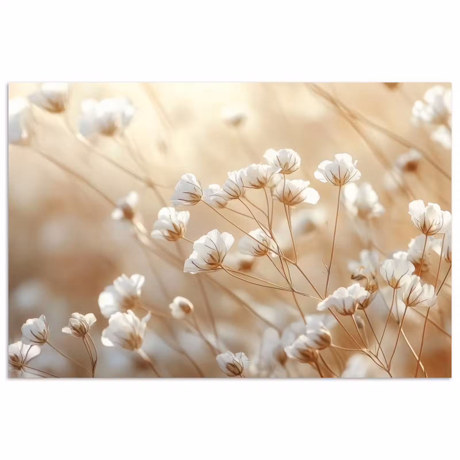 Poster - Wilde - Bloemen - Wit — 1