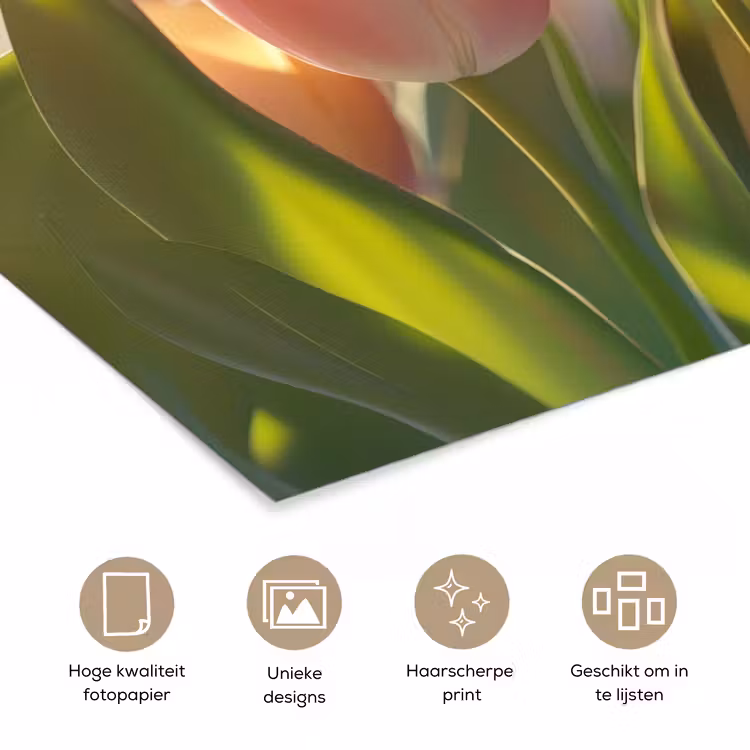 Poster - Tulpen - Roze - Zonnestralen — 5