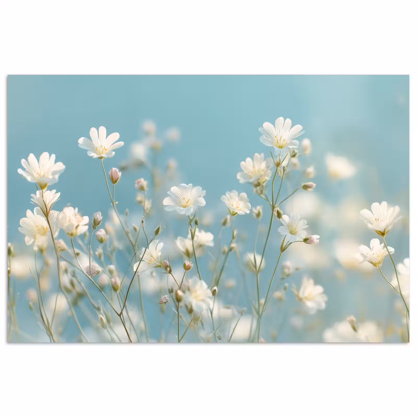 Poster - Stengels - Bloemen - Lucht - Wit — 1