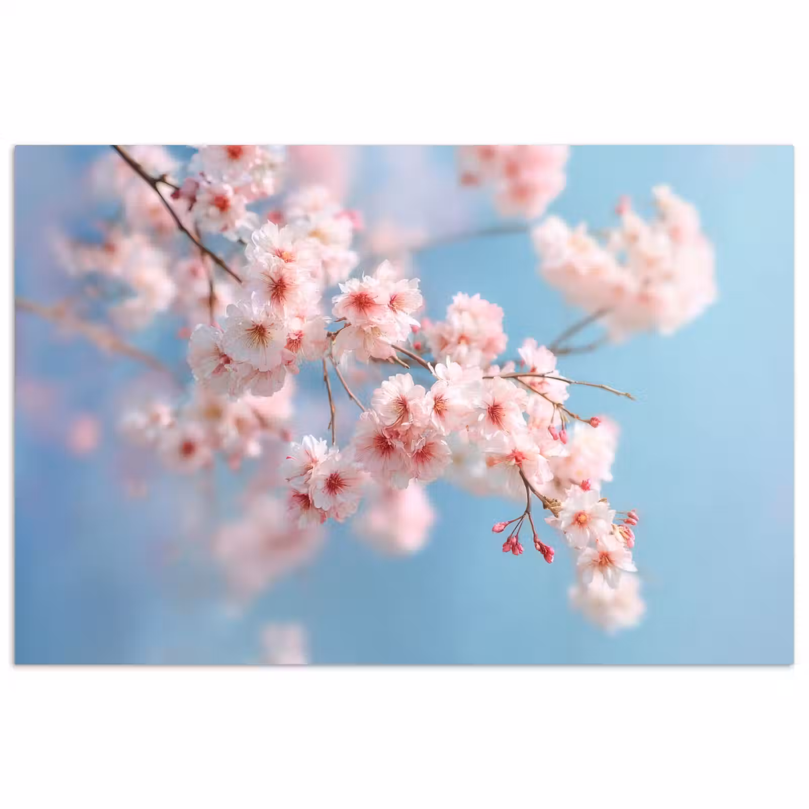 Poster - Takken - Bloesems - Roze — 1