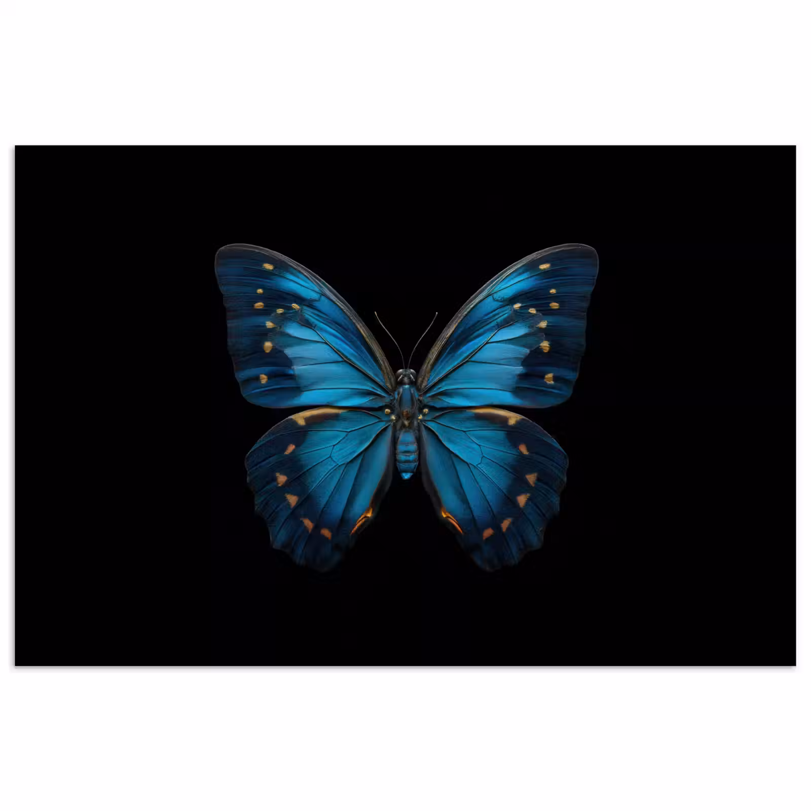 Poster - Vlinder - Blauw - Contrast — 1