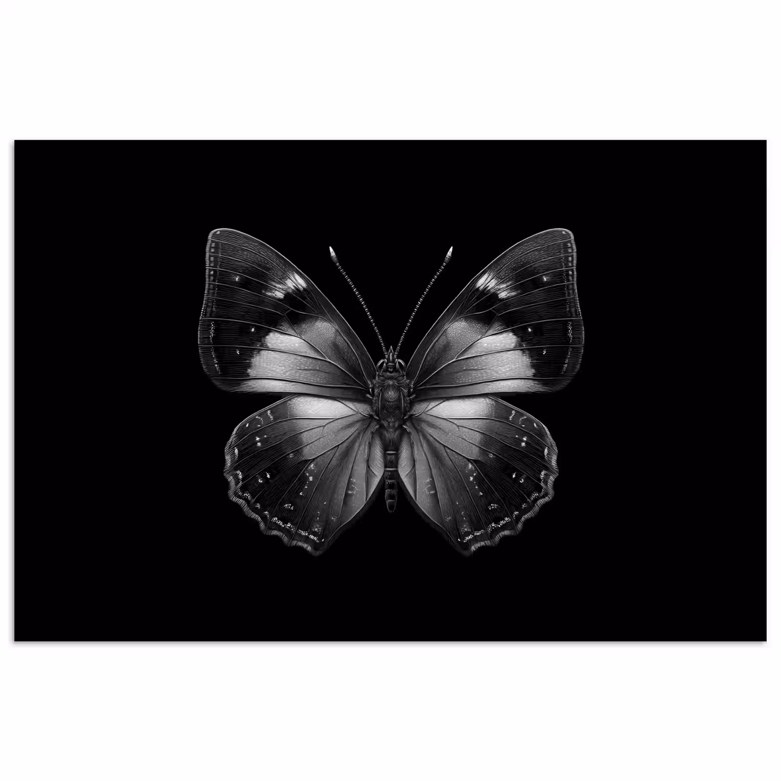 Poster - Vlinder - Grijs - Mysterieus — 1