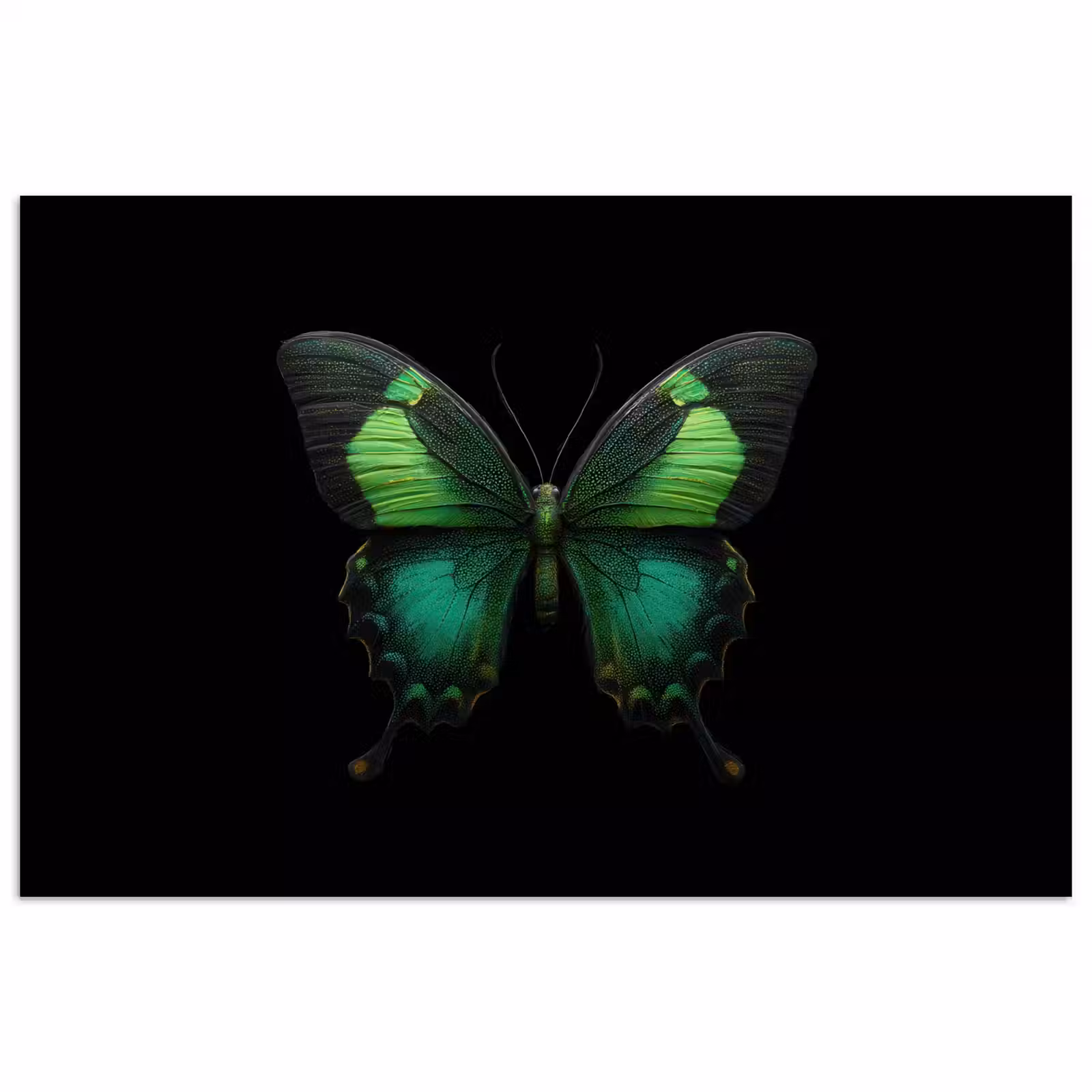 Poster - Vlinder - Groen - Opvallend — 1