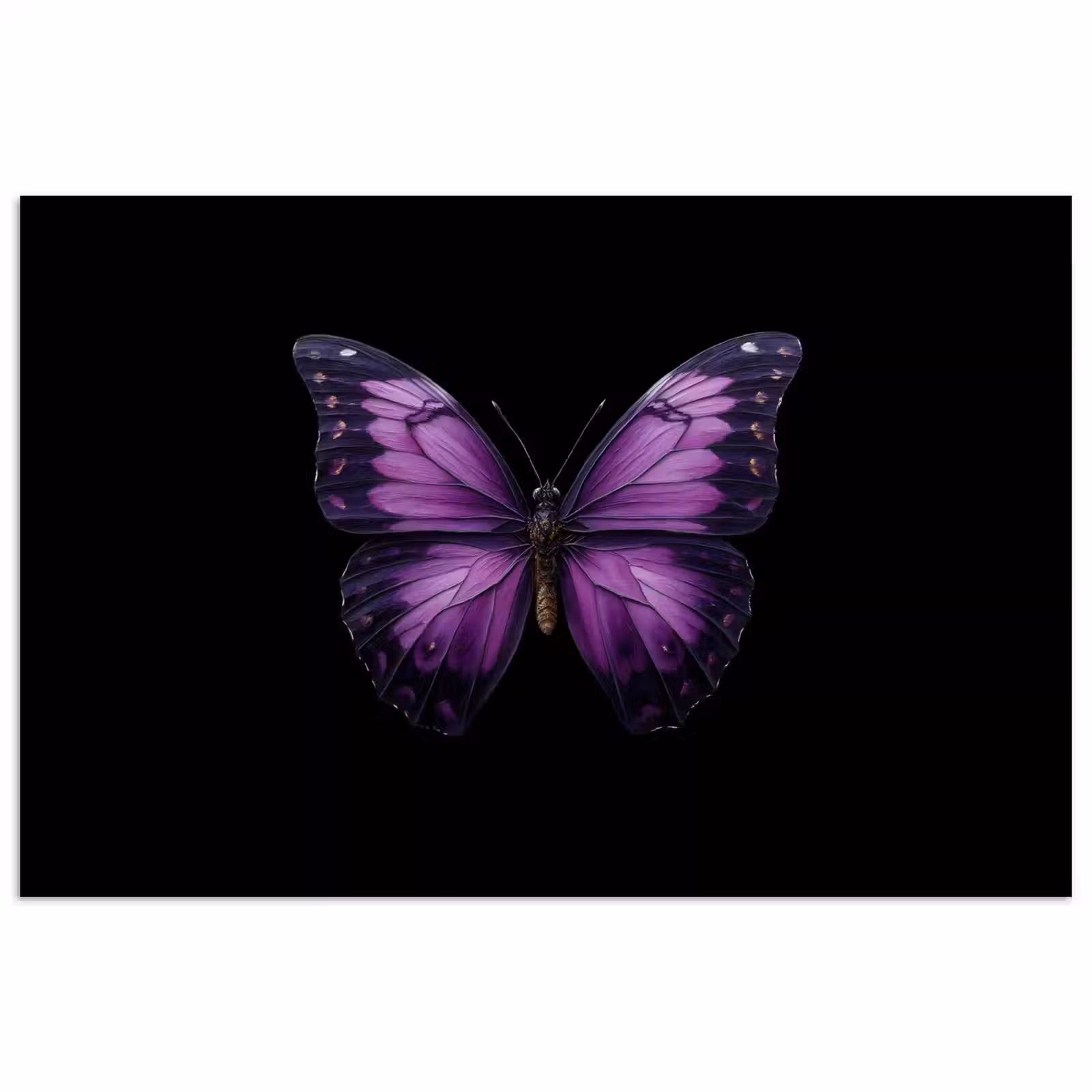 Poster - Vlinder - Paars - Levendig — 1