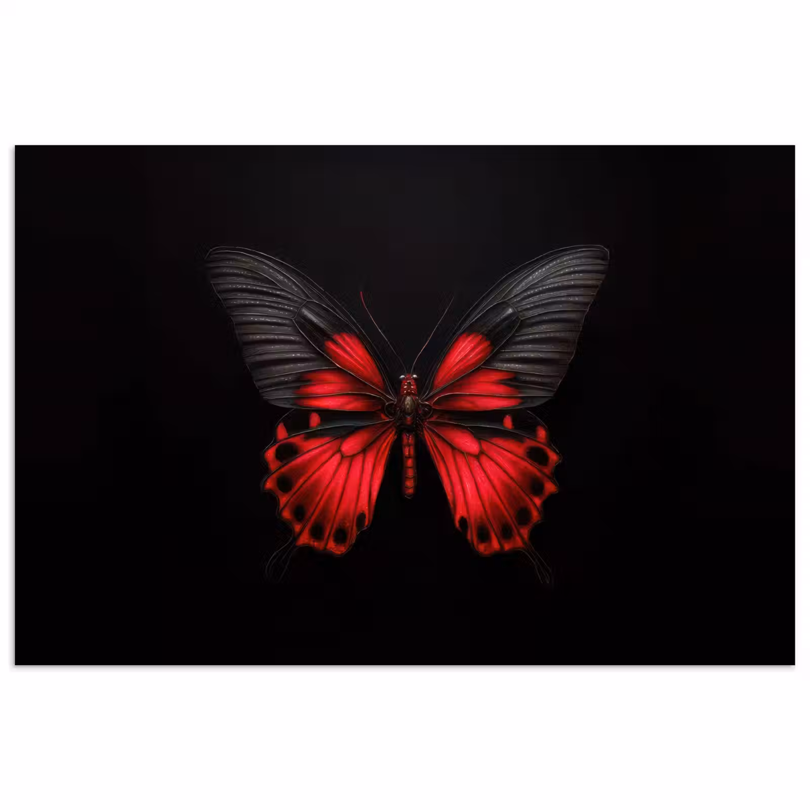 Poster - Vlinder - Rood - Contrast — 1