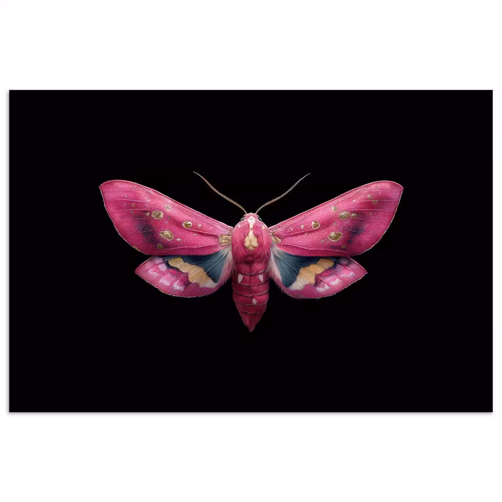 Poster - Vlinder - Roze - Nachtvlinder — 1