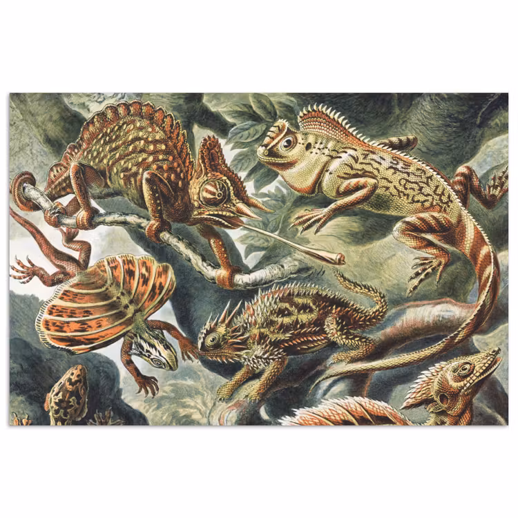 Poster - Vintage - Kunst - Ernst Haeckel - Salamanders - Dieren — 1