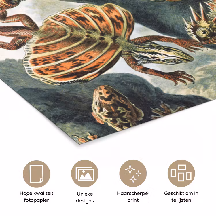Poster - Vintage - Kunst - Ernst Haeckel - Salamanders - Dieren — 5