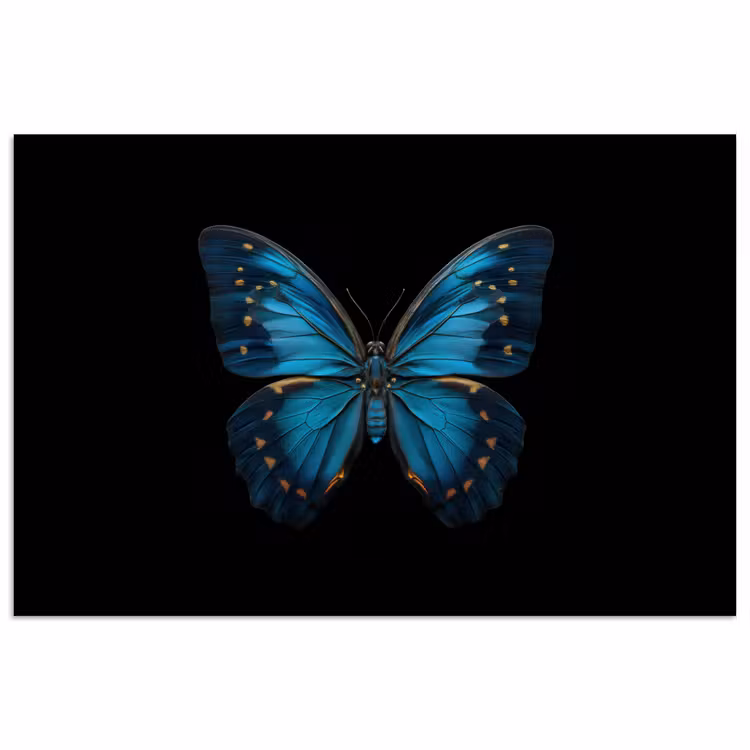 Poster - Vlinder - Blauw - Contrast — 1