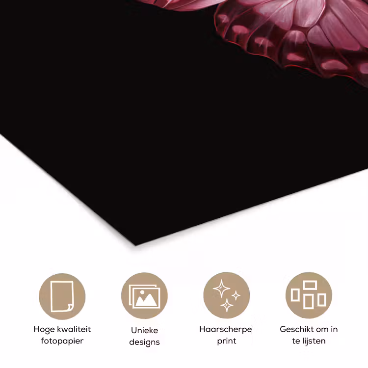 Poster - Vlinder - Fuchsia - Grafisch — 5