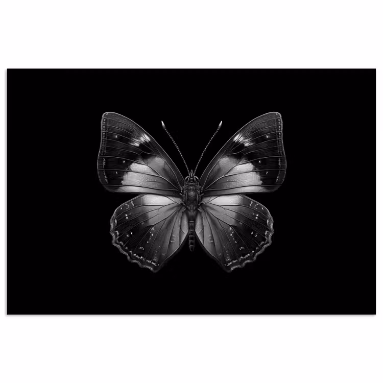 Poster - Vlinder - Grijs - Mysterieus — 1