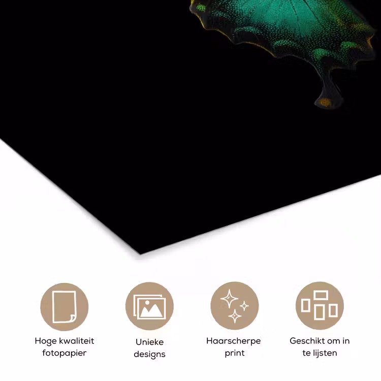 Poster - Vlinder - Groen - Opvallend — 5