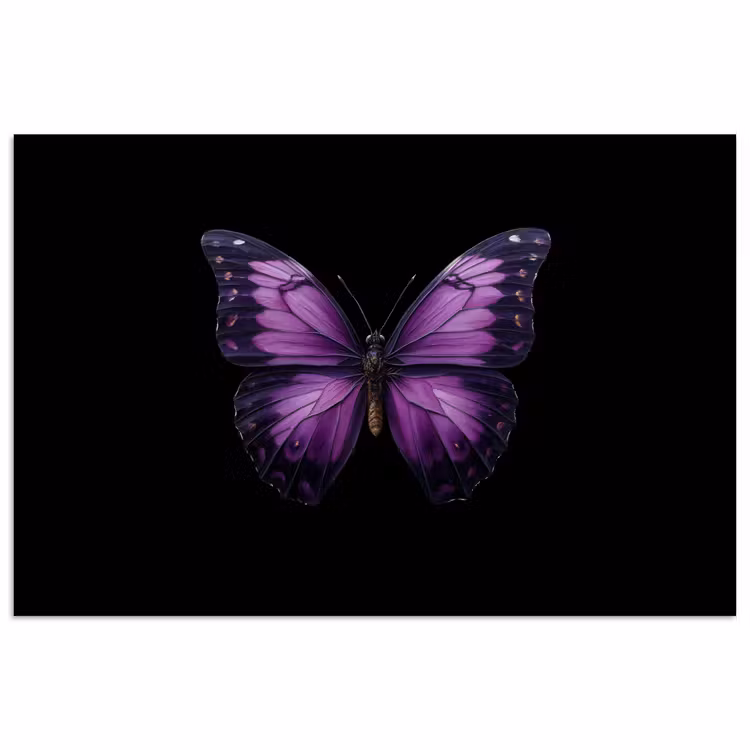 Poster - Vlinder - Paars - Levendig — 1