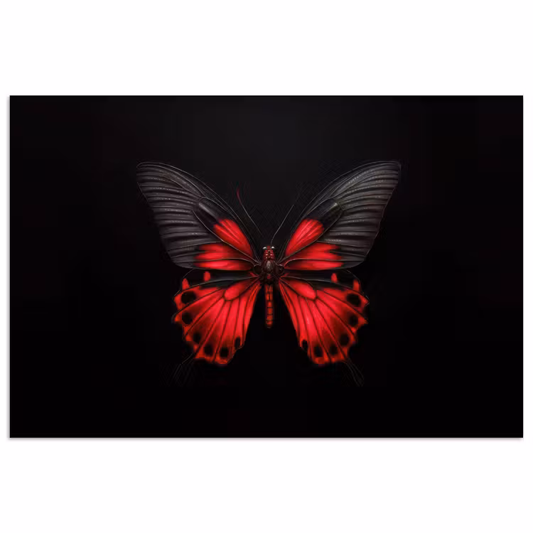 Poster - Vlinder - Rood - Contrast — 1