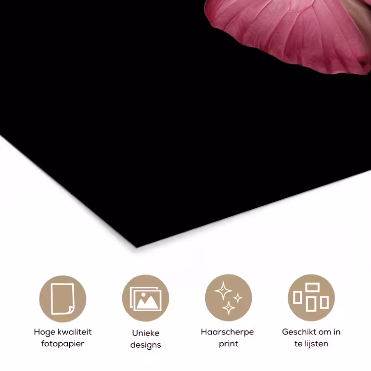 Poster - Vlinder - roze - Elegant — 5