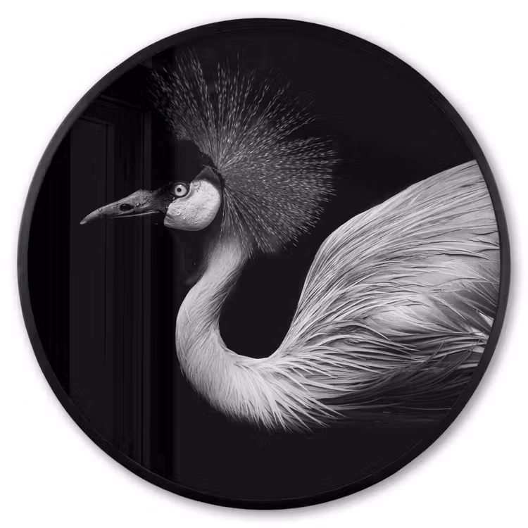 Ronde fotolijst - Kraanvogel - Zwart - Wit - Vogel - Dieren — 1