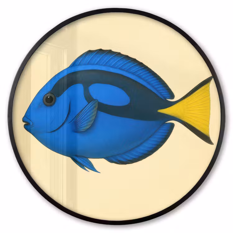 Ronde fotolijst - Blauw - Dory - Vis - Staartvin — 1
