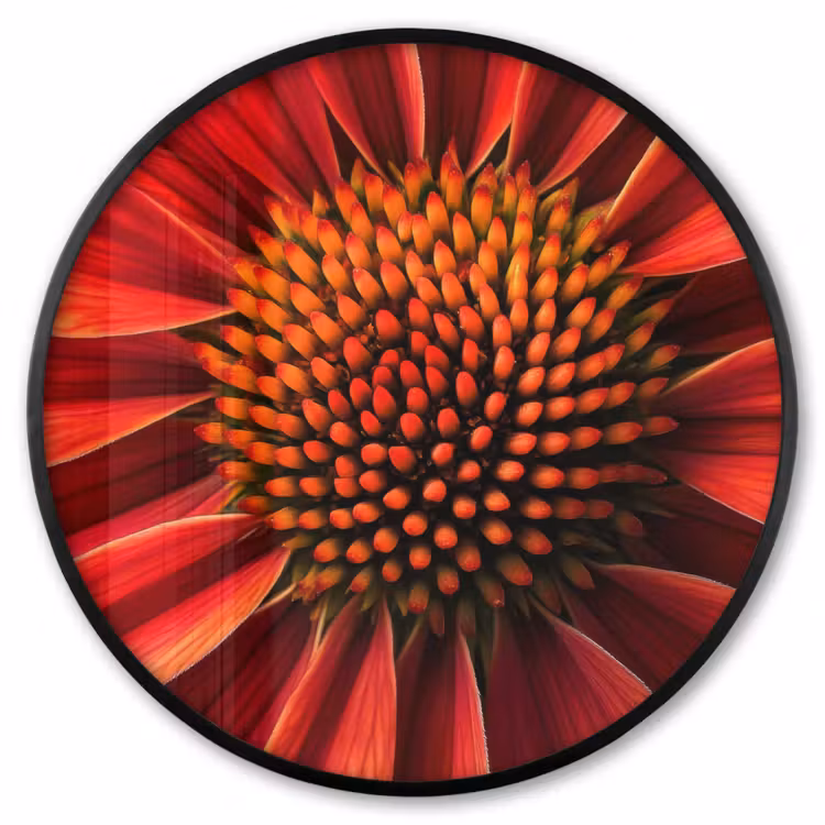 Ronde fotolijst - Close up - Bloem- Rood — 1