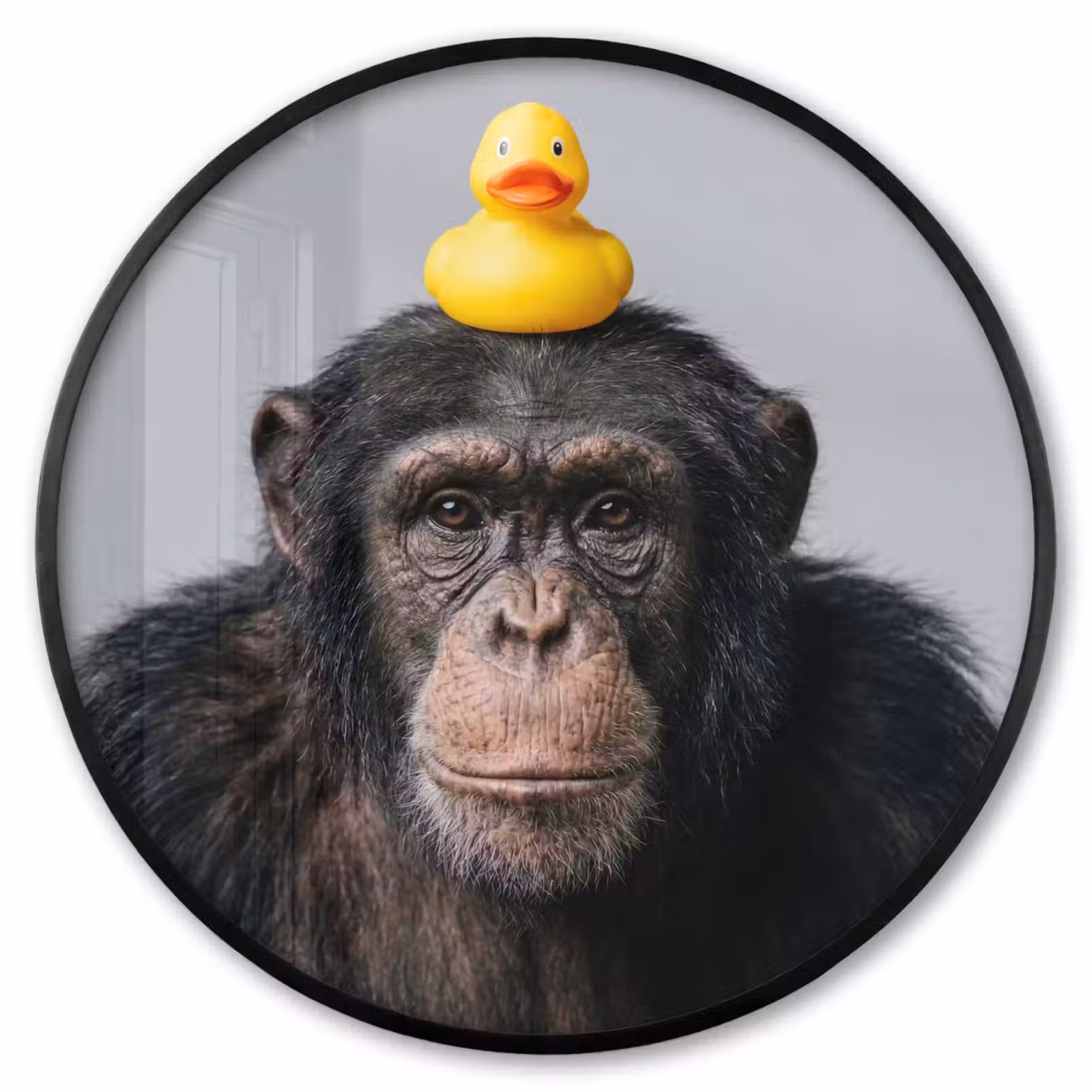 Ronde fotolijst - Chimpansee - Badeend - Grijs — 1
