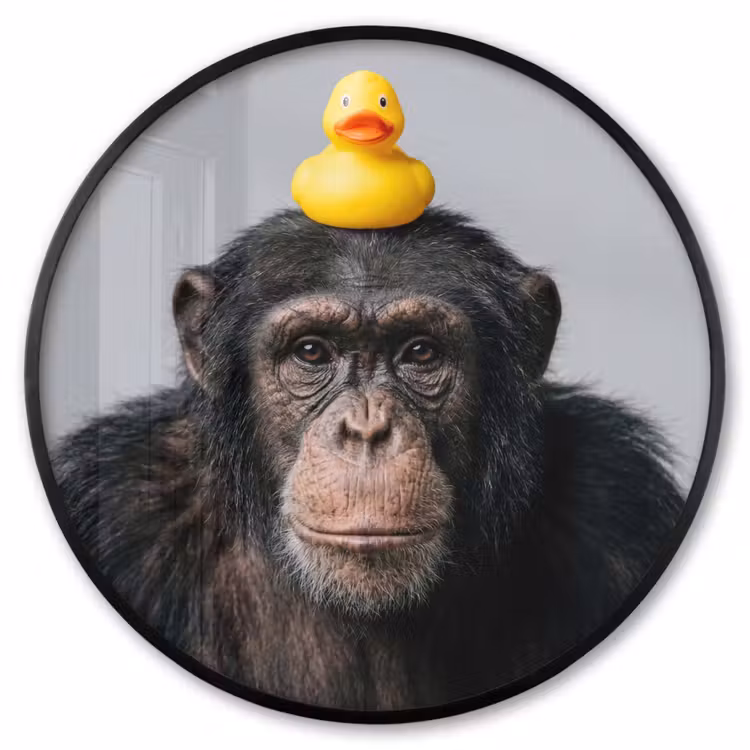 Ronde fotolijst - Chimpansee - Badeend - Grijs — 1