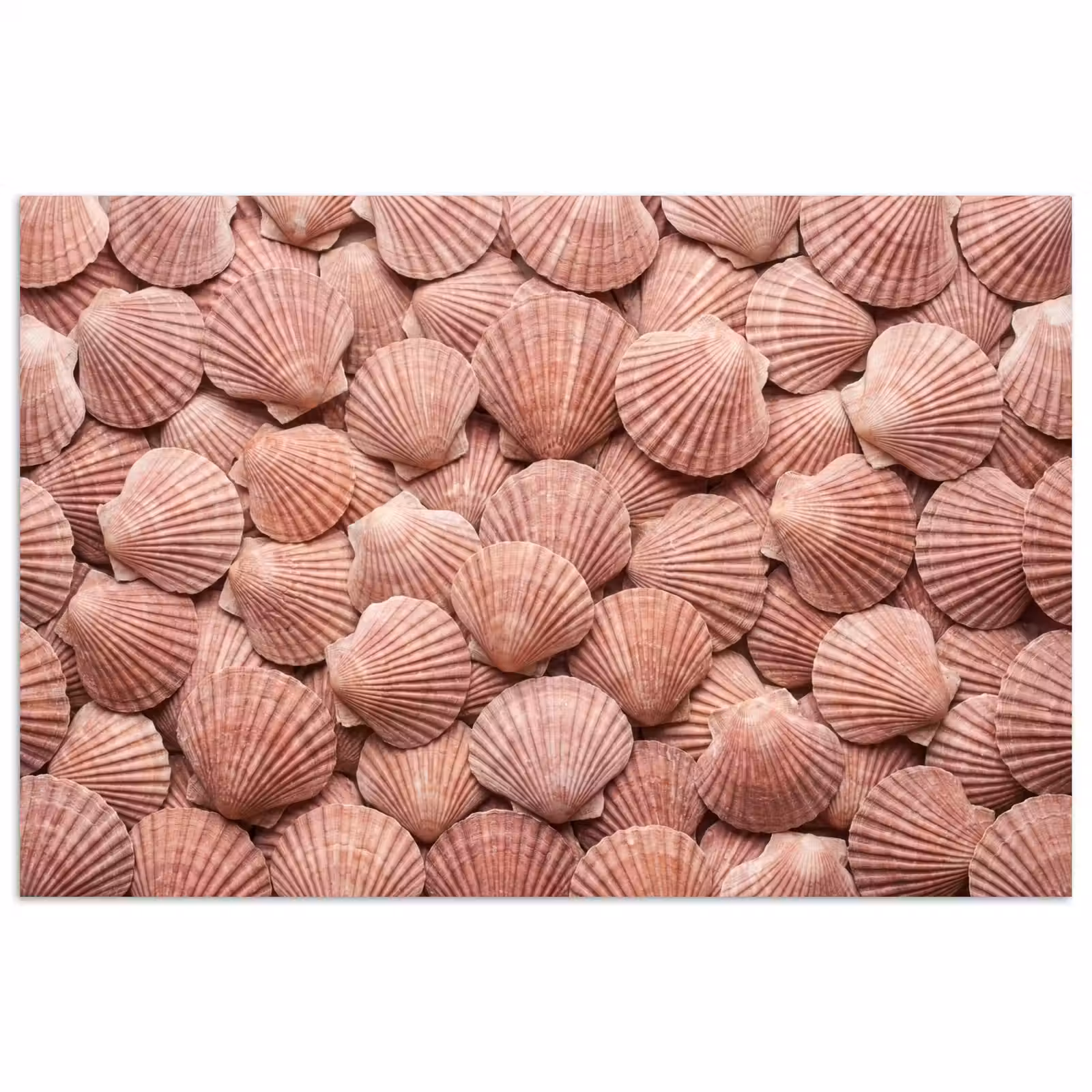 Poster - Schelpen - Patroon - Roze — 1