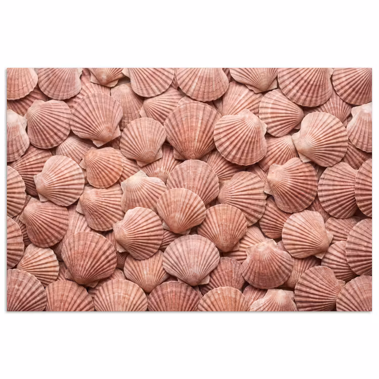 Poster - Schelpen - Patroon - Roze — 1
