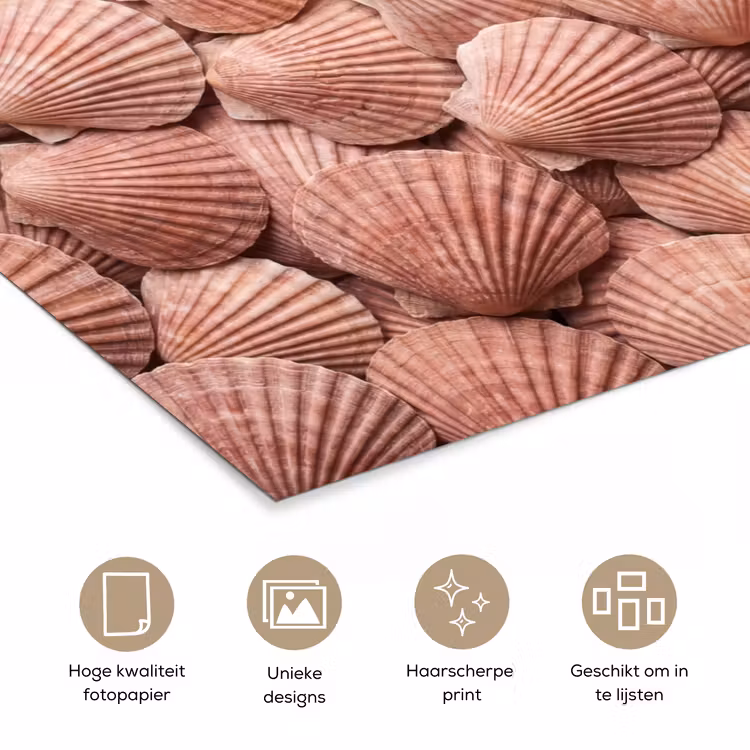 Poster - Schelpen - Patroon - Roze — 5