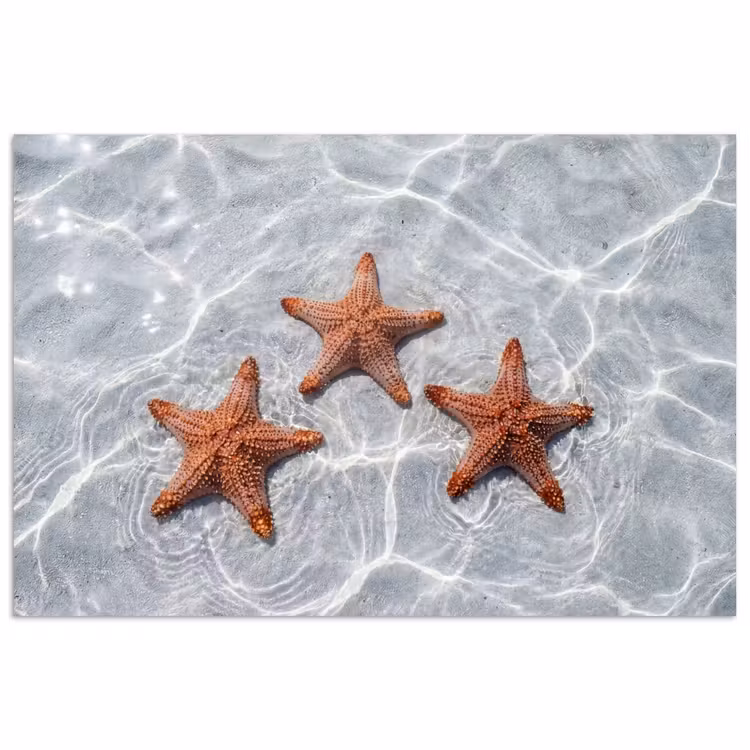 Poster - Zeesterren - Water - Helder — 1