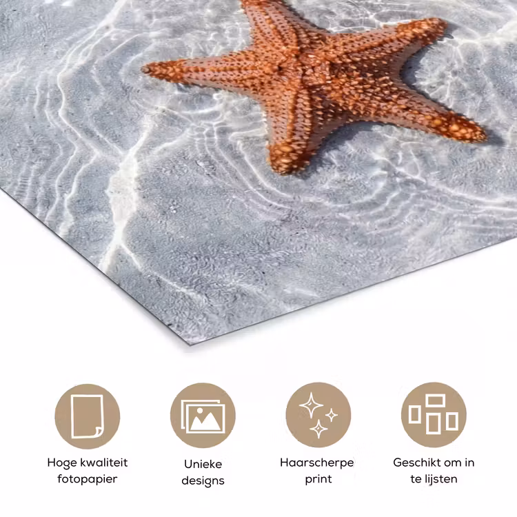 Poster - Zeesterren - Water - Helder — 5