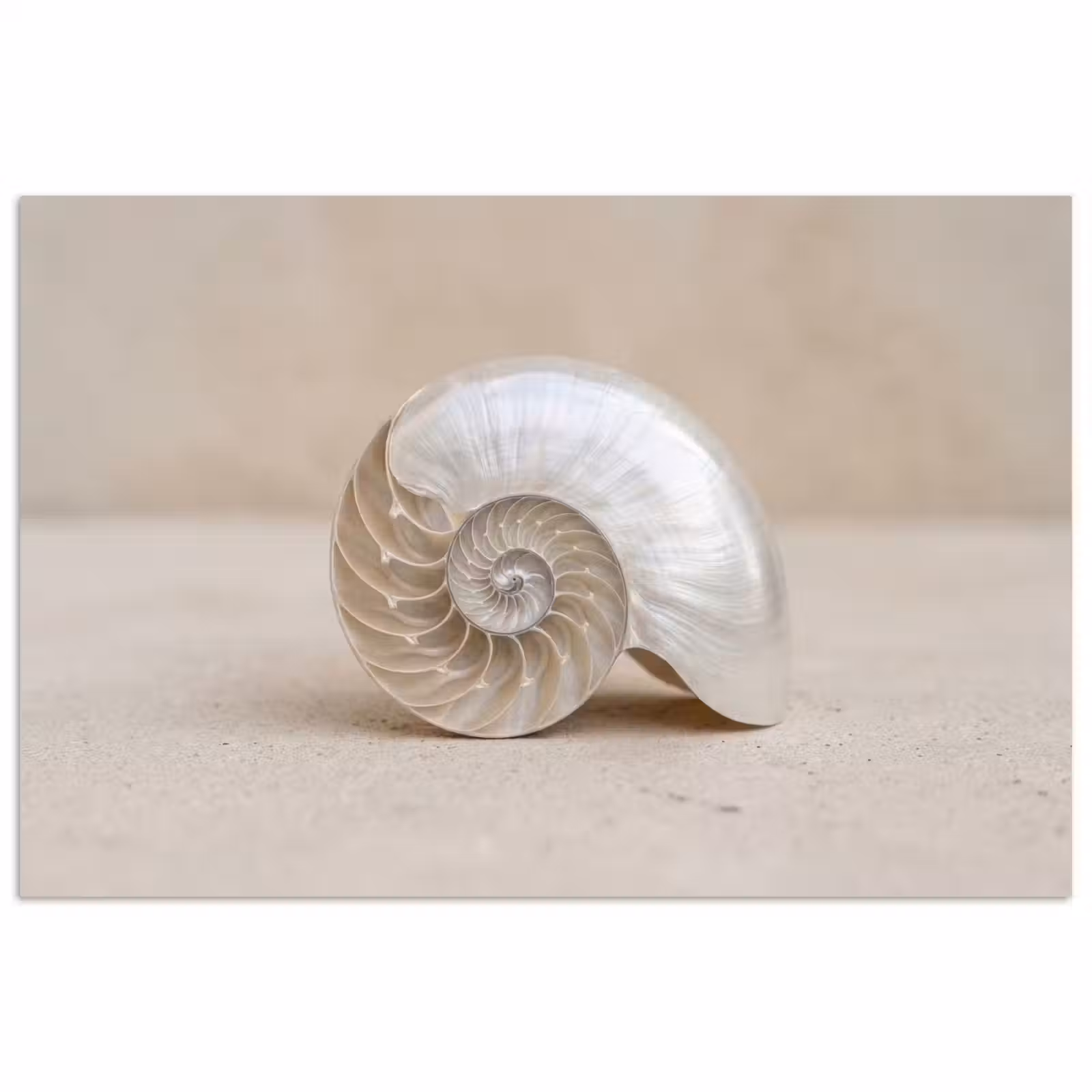 Poster - Schelp - Spiraal - Beige — 1