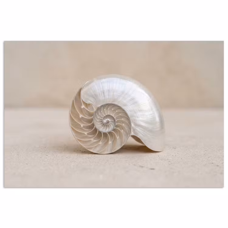 Poster - Schelp - Spiraal - Beige — 1