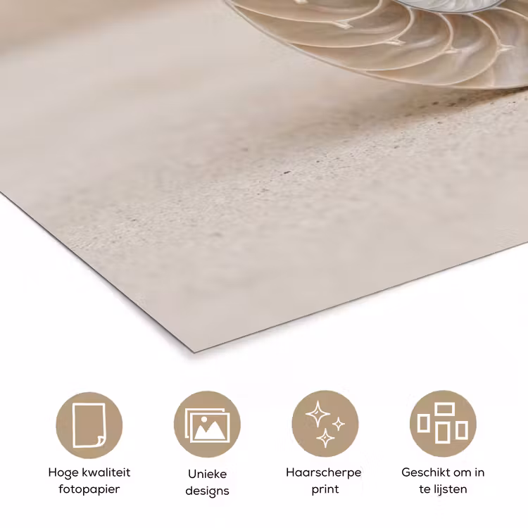 Poster - Schelp - Spiraal - Beige — 5