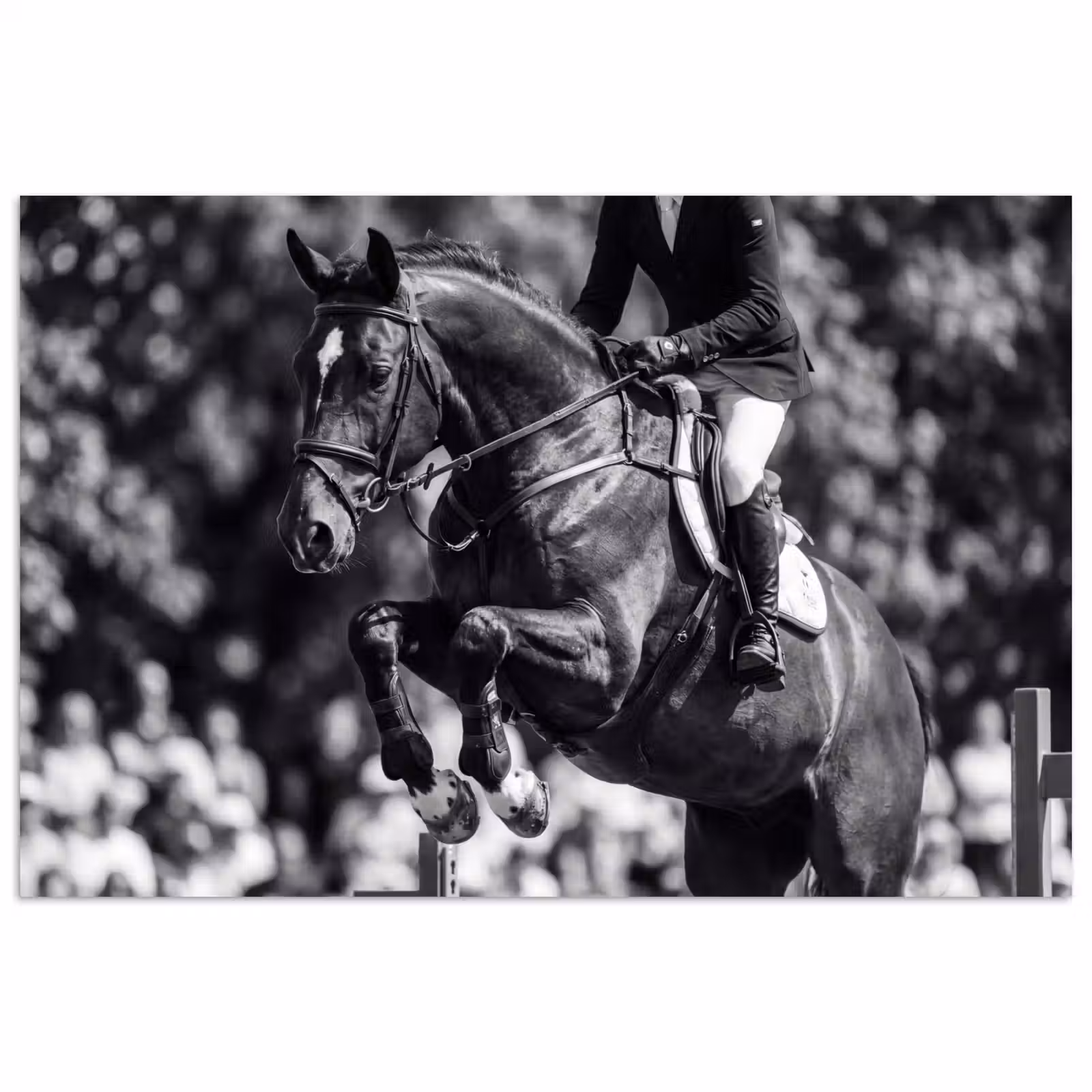 Poster - Springen - Paard - Zwart - Wit — 1