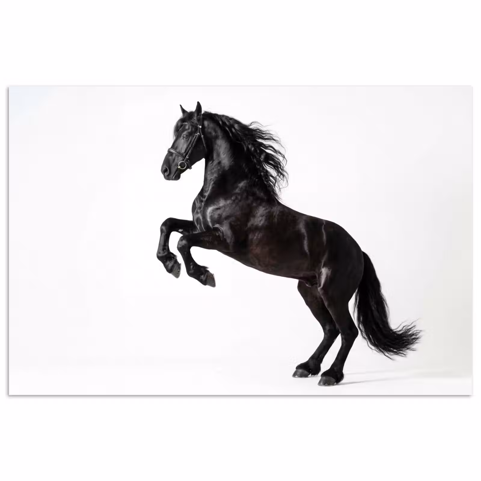 Poster - Zwart - Paard - Portret — 1