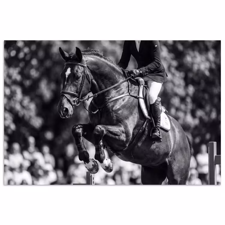 Poster - Springen - Paard - Zwart - Wit — 1