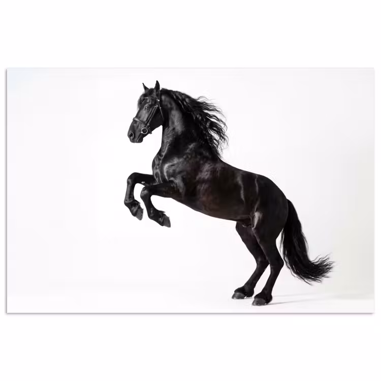Poster - Zwart - Paard - Portret — 1