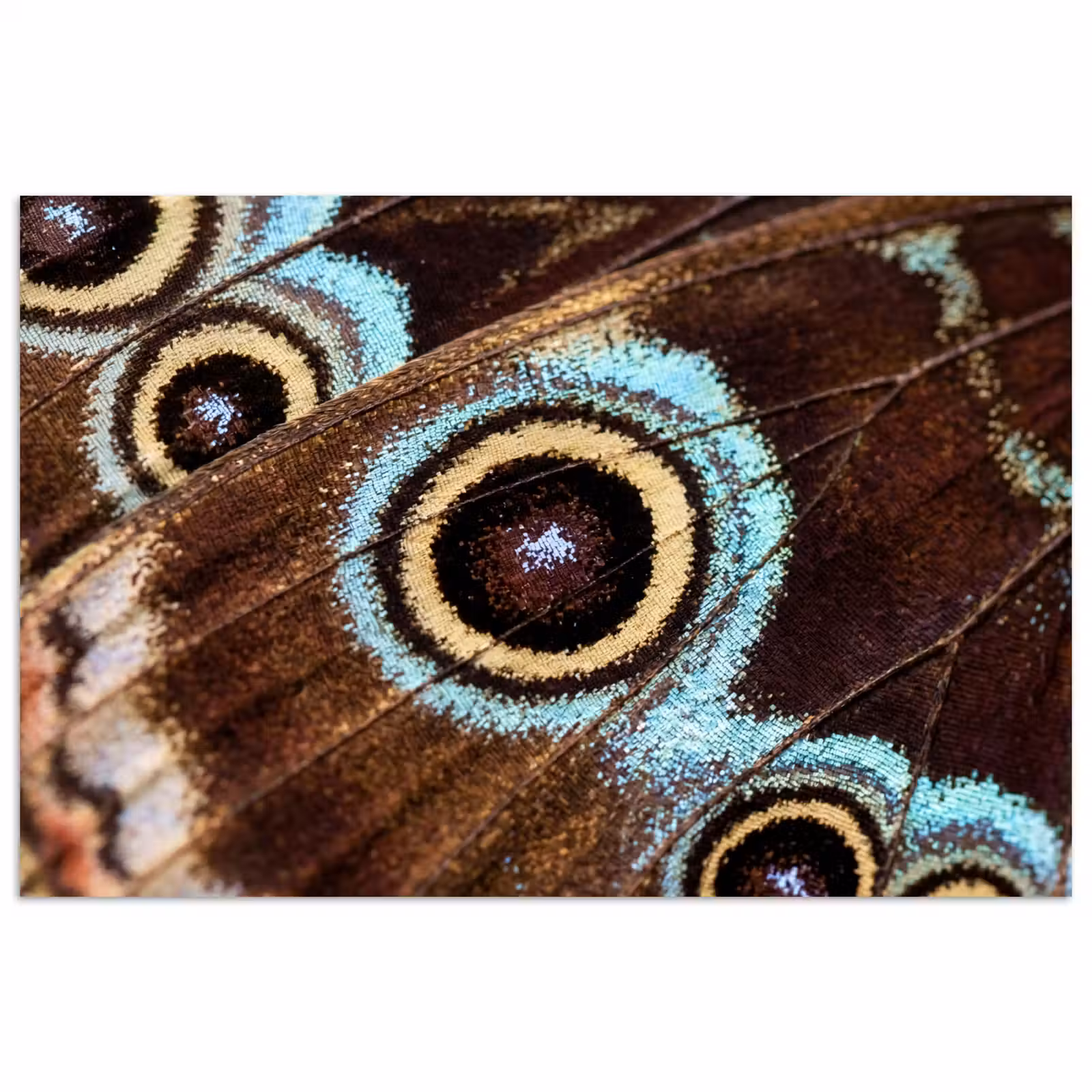 Poster - Vleugels - Vlinder - Blauw — 1